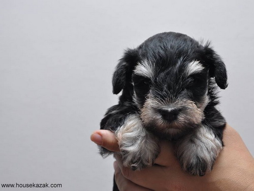 miniature schnauzer patuljasti snaucer