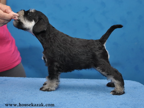 miniature schnauzer patuljasti snaucer