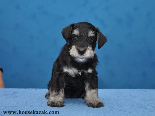 miniature schnauzer patuljasti snaucer