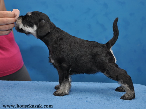 miniature schnauzer patuljasti snaucer