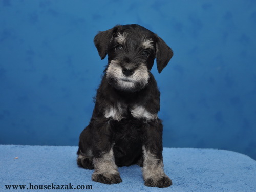 miniature schnauzer patuljasti snaucer