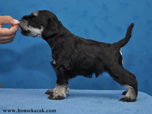 miniature schnauzer patuljasti snaucer