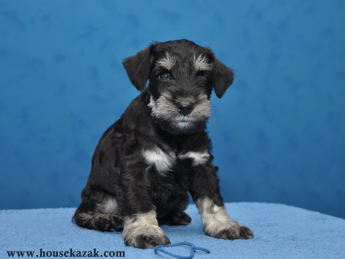 miniature schnauzer patuljasti snaucer