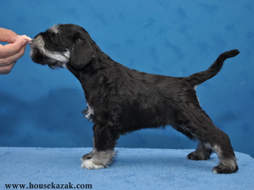 miniature schnauzer patuljasti snaucer