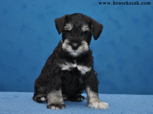 miniature schnauzer patuljasti snaucer