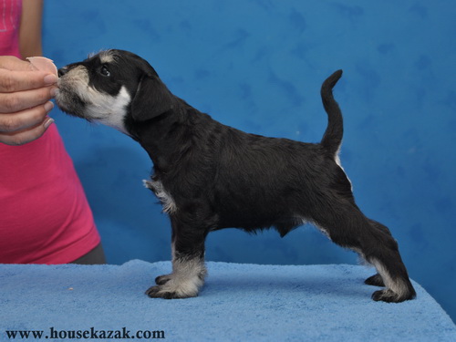 miniature schnauzer patuljasti snaucer