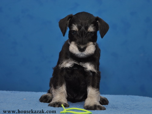 miniature schnauzer patuljasti snaucer