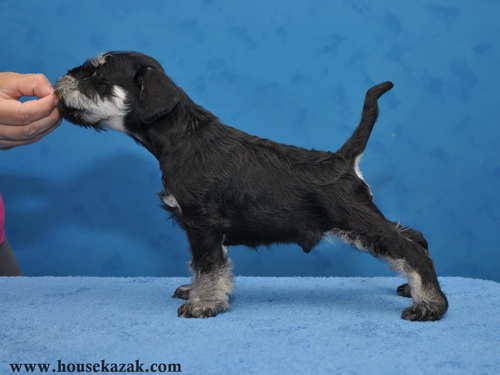 miniature schnauzer patuljasti snaucer