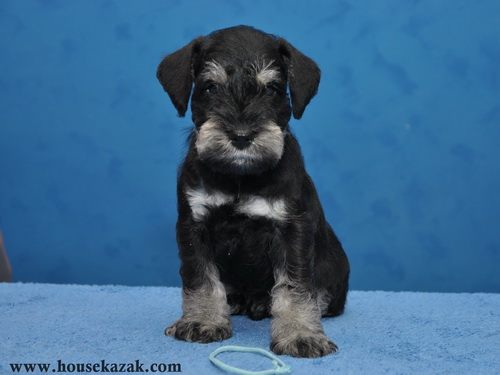 miniature schnauzer patuljasti snaucer