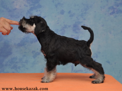 miniature schnauzer patuljasti snaucer