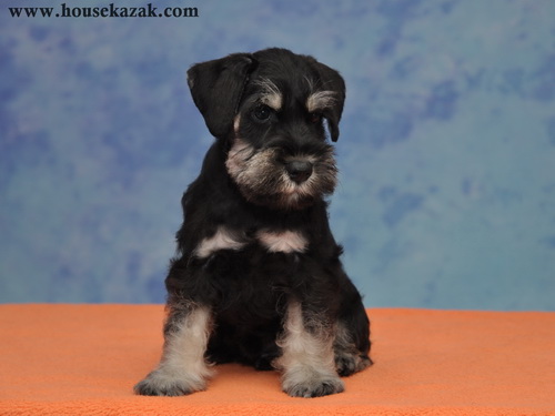 miniature schnauzer patuljasti snaucer