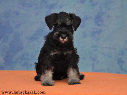 miniature schnauzer patuljasti snaucer