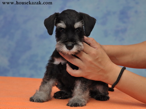 miniature schnauzer patuljasti snaucer