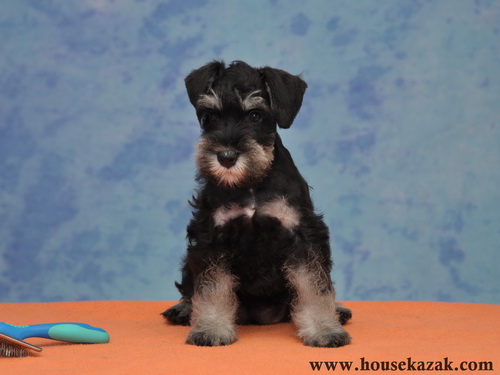 miniature schnauzer patuljasti snaucer