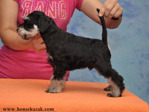 miniature schnauzer patuljasti snaucer