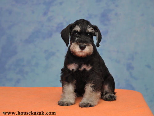 miniature schnauzer patuljasti snaucer