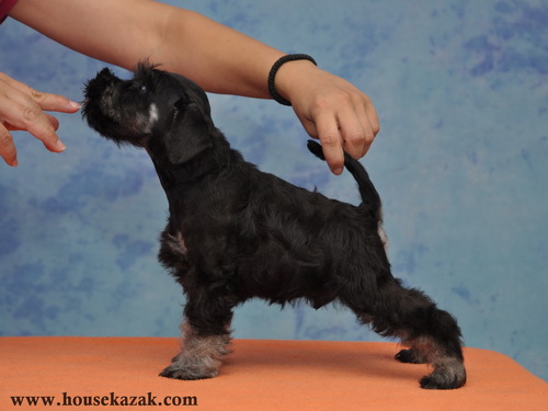 miniature schnauzer patuljasti snaucer