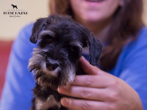 miniature schnauzer patuljasti snaucer