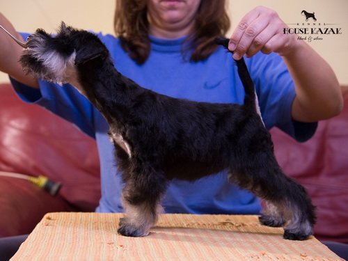 miniature schnauzer patuljasti snaucer