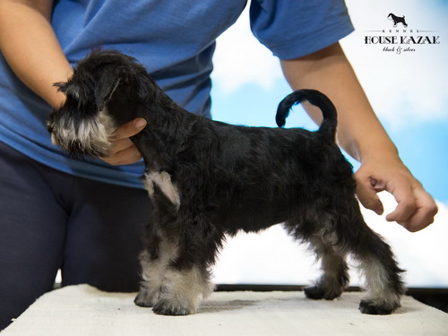 miniature schnauzer patuljasti snaucer