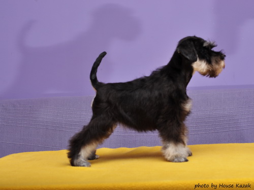 miniature schnauzer patuljasti snaucer
