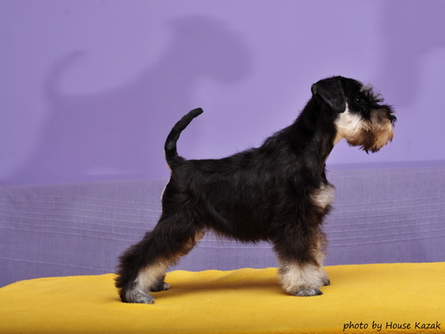 miniature schnauzer patuljasti snaucer