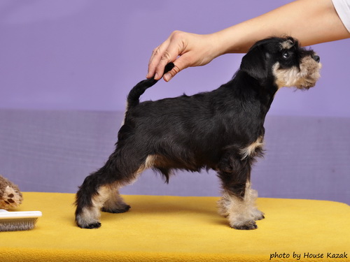 miniature schnauzer patuljasti snaucer