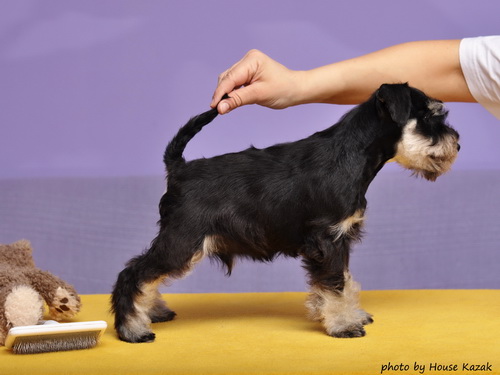 miniature schnauzer patuljasti snaucer