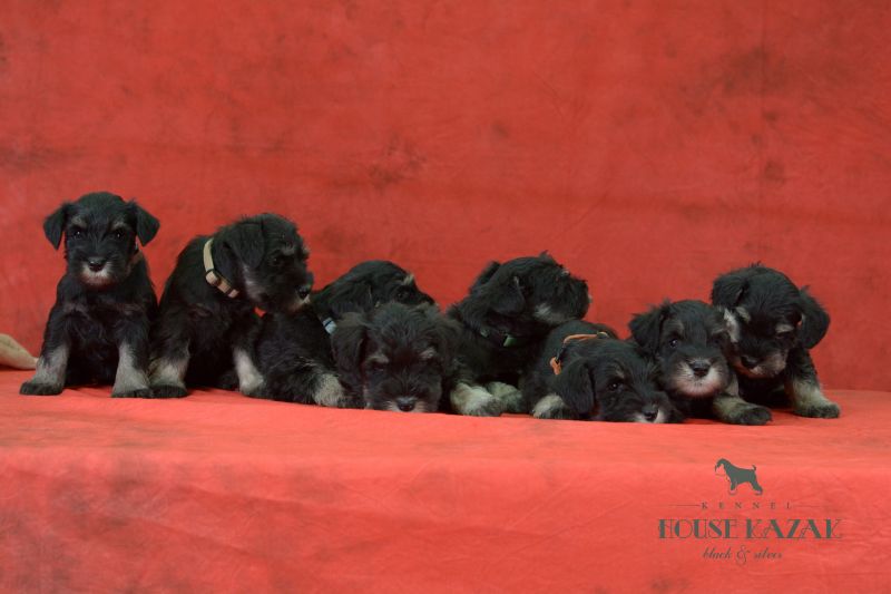 miniature schnauzer patuljasti snaucer