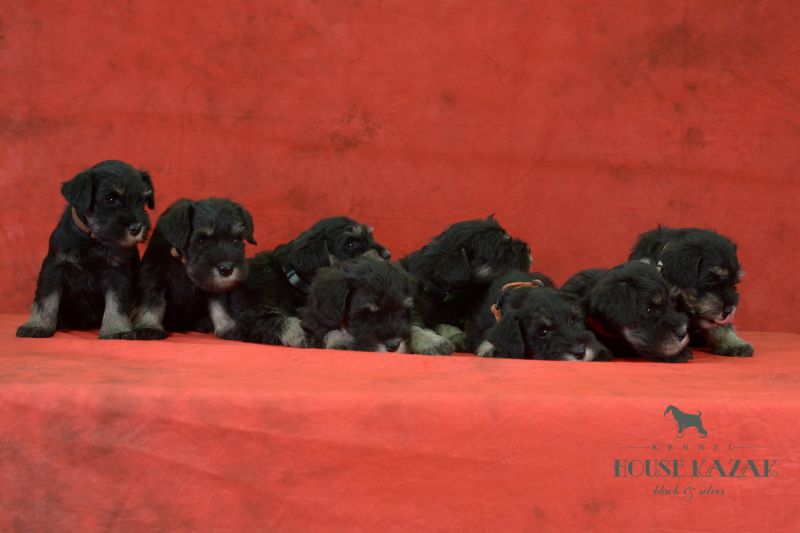miniature schnauzer patuljasti snaucer