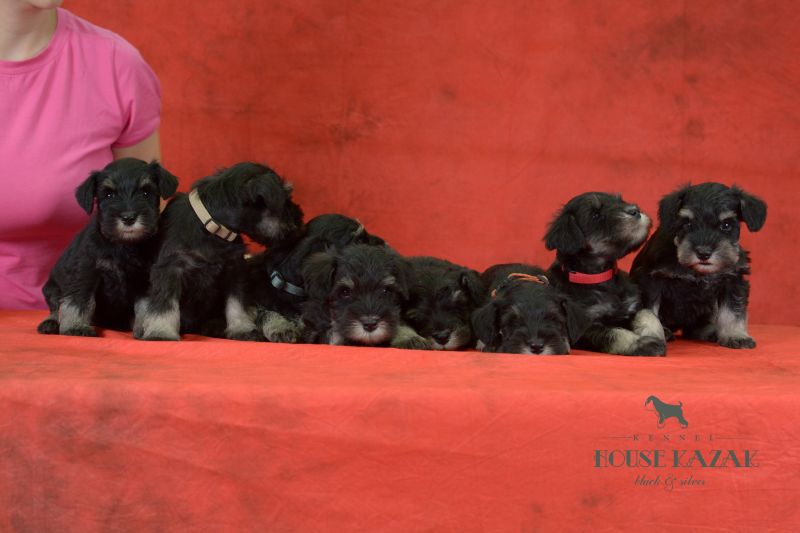 miniature schnauzer patuljasti snaucer