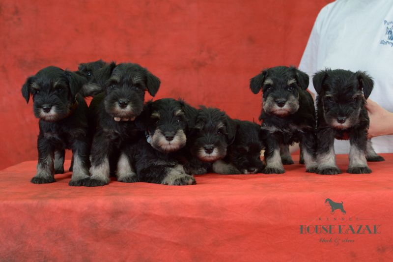 miniature schnauzer patuljasti snaucer