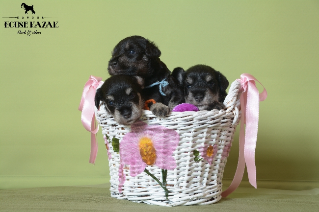 miniature schnauzer patuljasti snaucer