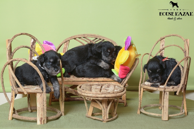 miniature schnauzer patuljasti snaucer