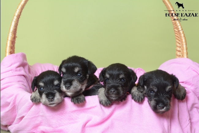 miniature schnauzer patuljasti snaucer