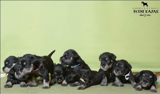 miniature schnauzer patuljasti snaucer