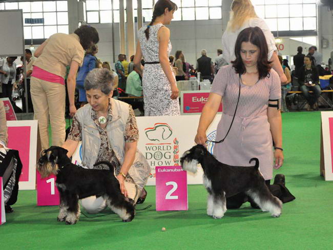 Miniature schnauzer / patuljasti snaucer