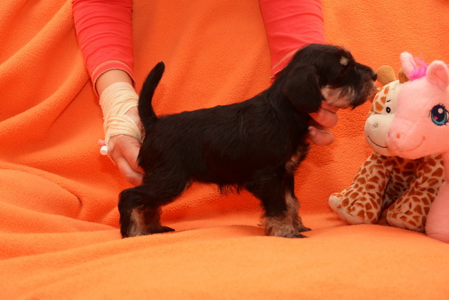 miniature schnauzer patuljasti snaucer