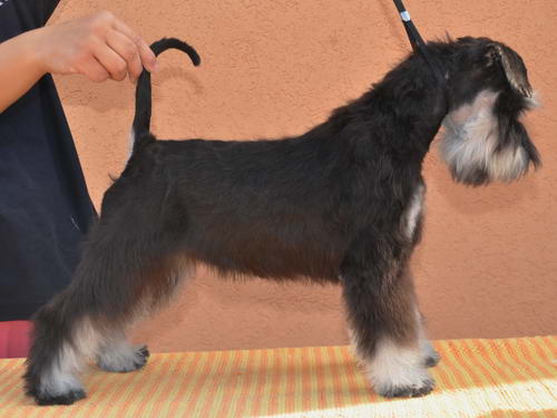 miniature schnauzer patuljasti snaucer