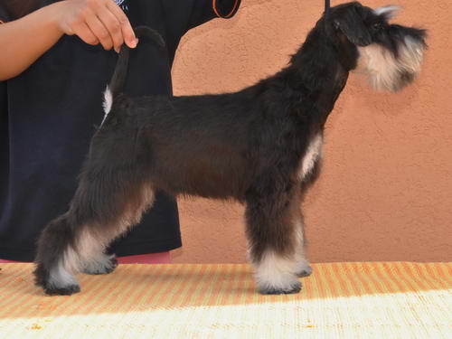 miniature schnauzer patuljasti snaucer