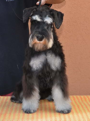 miniature schnauzer patuljasti snaucer