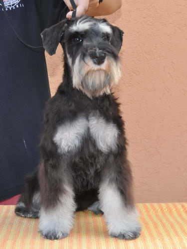 miniature schnauzer patuljasti snaucer