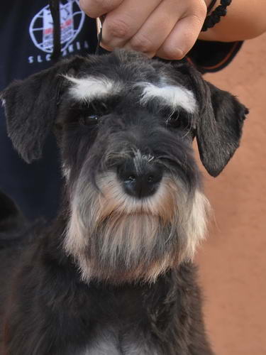 miniature schnauzer patuljasti snaucer