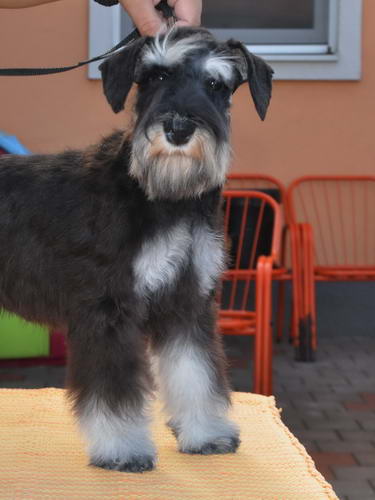 miniature schnauzer patuljasti snaucer