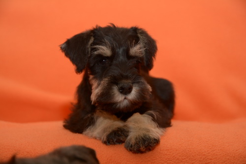 miniature schnauzer patuljasti snaucer