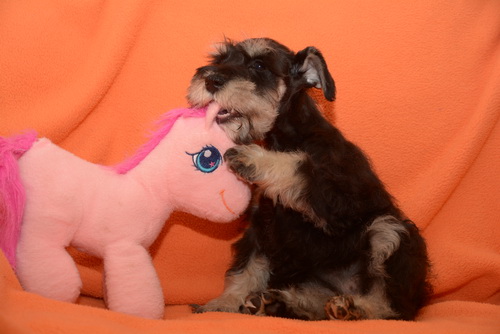 miniature schnauzer patuljasti snaucer
