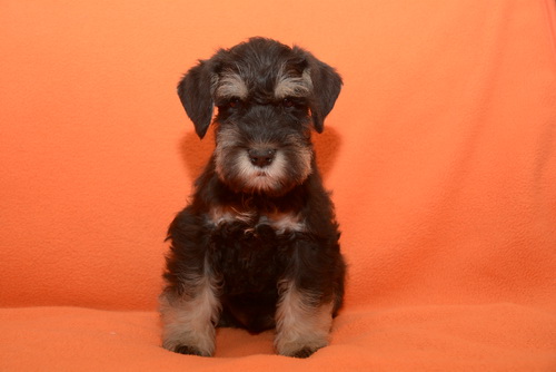 miniature schnauzer patuljasti snaucer
