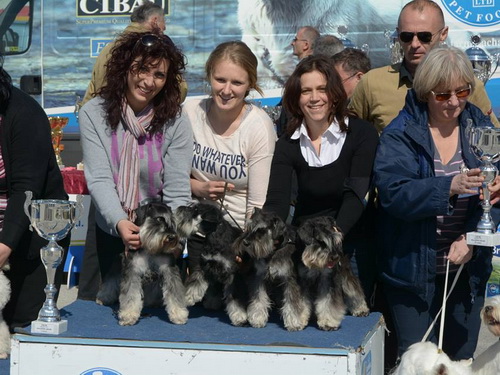Miniature schnauzer / patuljasti snaucer