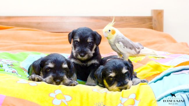 miniature schnauzer patuljasti snaucer