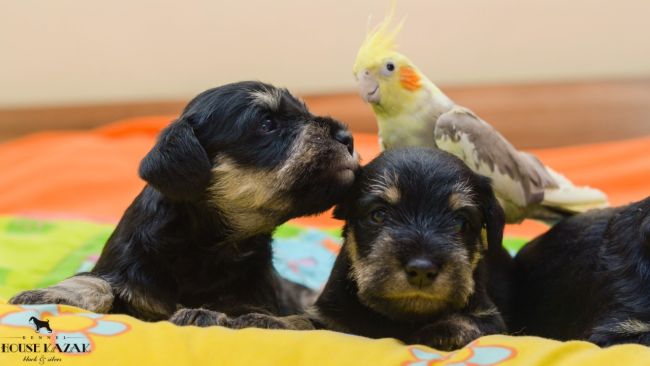 miniature schnauzer patuljasti snaucer